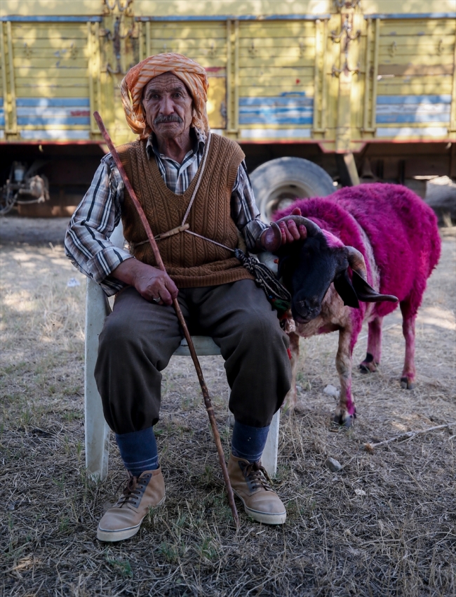 Sürülerin liderleri mor koyunlar
