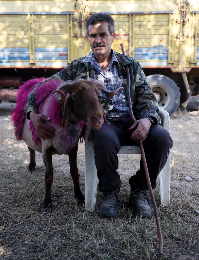 Sürülerin liderleri mor koyunlar