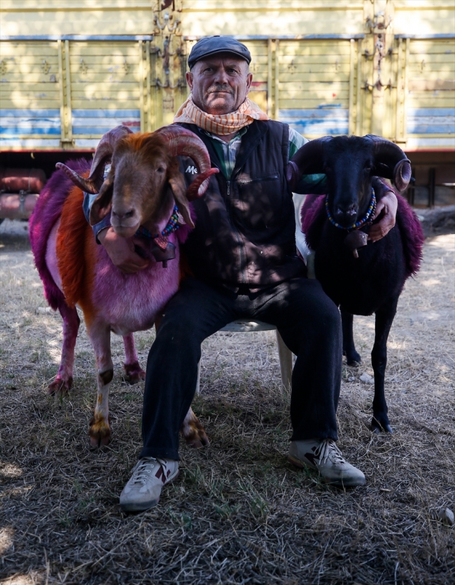 Sürülerin liderleri mor koyunlar