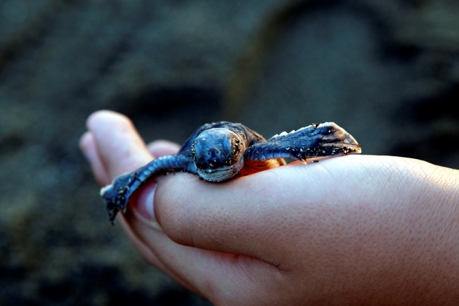 Hatay'da yeşil kaplumbağalar denizle buluştu
