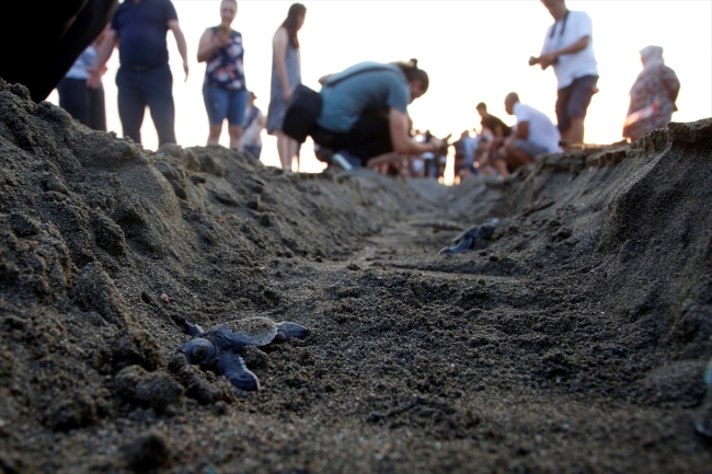 Hatay'da yeşil kaplumbağalar denizle buluştu