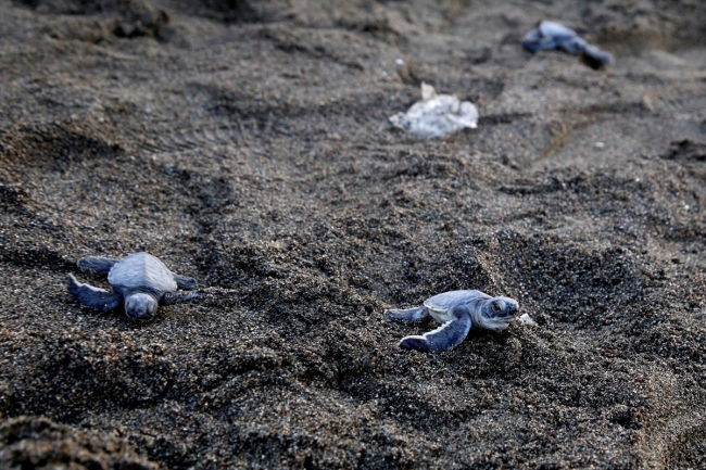 Hatay'da yeşil kaplumbağalar denizle buluştu