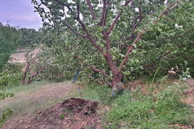 Elazığ'da fırtına: Evlerin çatısı uçtu, yaklaşık bin kayısı ağacı devrildi