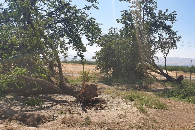 Elazığ'da fırtına: Evlerin çatısı uçtu, yaklaşık bin kayısı ağacı devrildi
