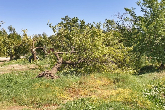 Elazığ'da fırtına: Evlerin çatısı uçtu, yaklaşık bin kayısı ağacı devrildi