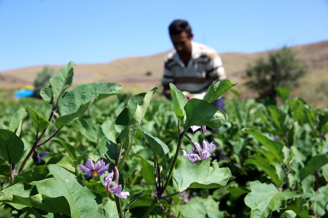 Dededen toruna 6 asırlık lezzet: Ayhan patlıcanı