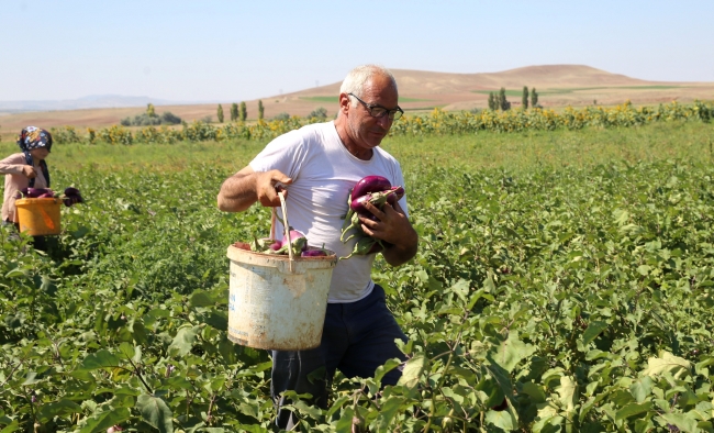 Dededen toruna 6 asırlık lezzet: Ayhan patlıcanı