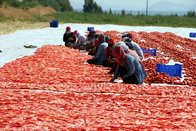 Elazığ'ın kuru domatesleri dünya sofralarında