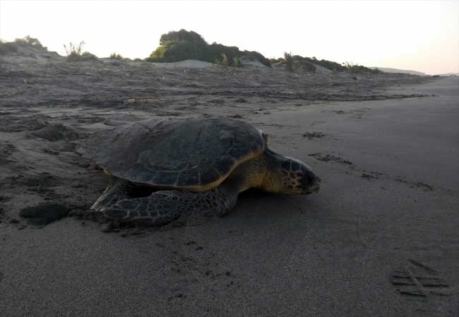 Caretta carettaların kum tepeleriyle ünlü yuvası: Patara