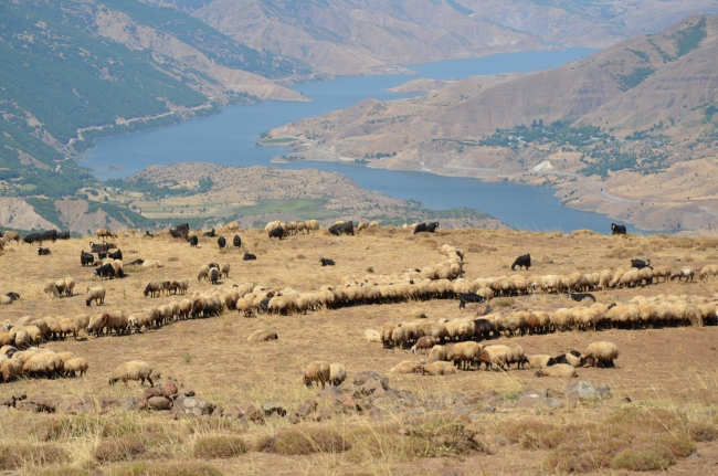 Terörden temizlenen Muş'un Şenyayla bölgesi huzura kavuştu