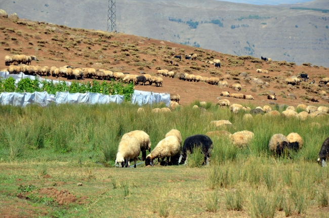 Terörden temizlenen Muş'un Şenyayla bölgesi huzura kavuştu