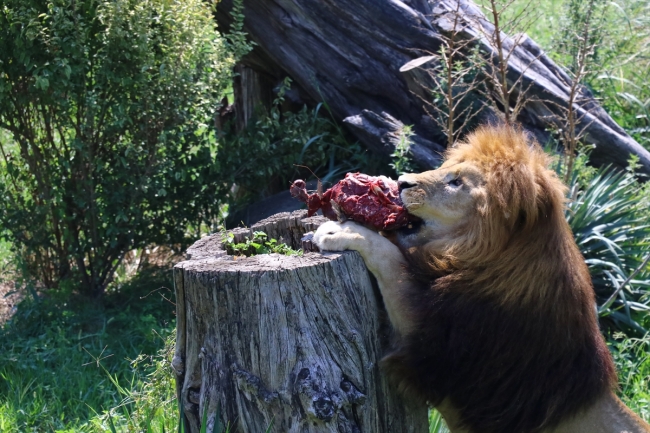Hayvanat bahçesi sakinlerinin beslenme saati