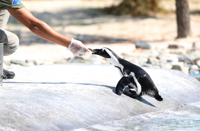 Hayvanat bahçesi sakinlerinin beslenme saati