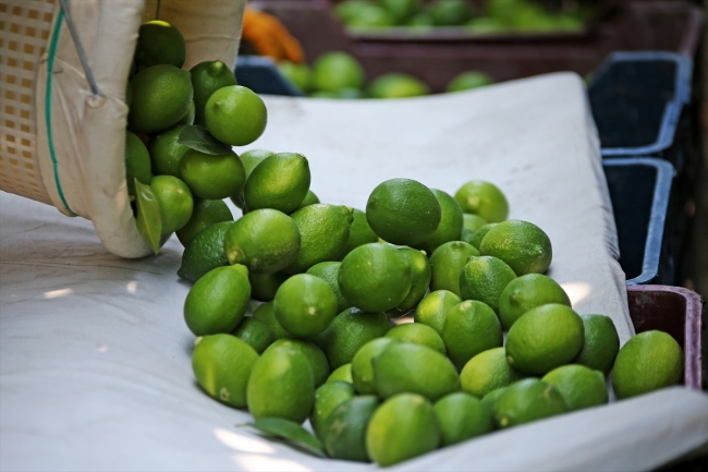 Çukurova'da limon hasadı başladı