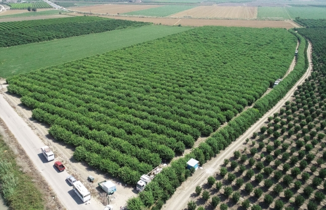 Çukurova'da limon hasadı başladı