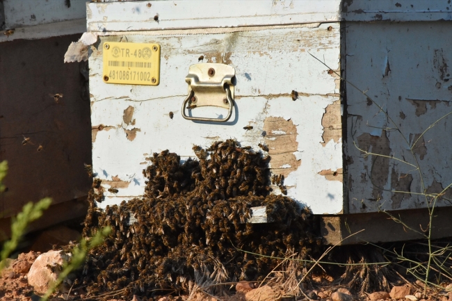 İklim değişikliği ve biyolojik kirlilik arı ölümlerini artırıyor