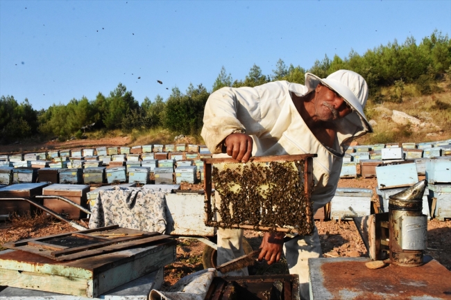 İklim değişikliği ve biyolojik kirlilik arı ölümlerini artırıyor