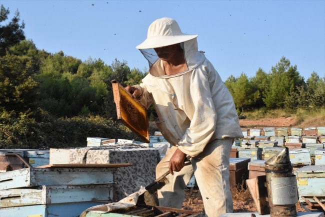 İklim değişikliği ve biyolojik kirlilik arı ölümlerini artırıyor