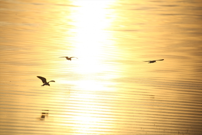 Rehabilite edilen gölet kuş sesleriyle şenleniyor