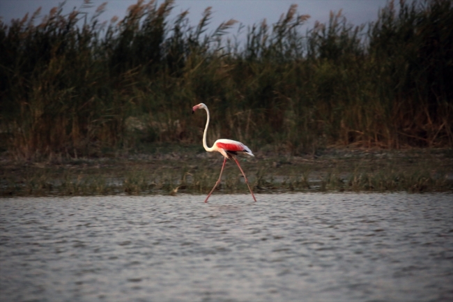Rehabilite edilen gölet kuş sesleriyle şenleniyor