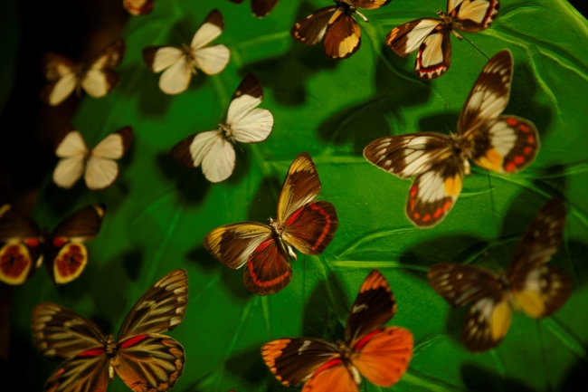 Konya Tropikal Kelebek Bahçesi'ne 4,5 yılda 1,5 milyon ziyaretçi