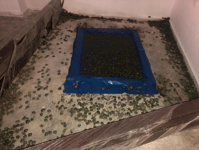 Sınır kapısında 2 bin 500 su kaplumbağası yakalandı