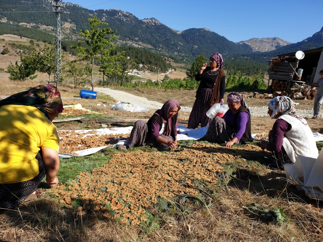 Çukurovalı kadınların tarhana mesaisi başladı