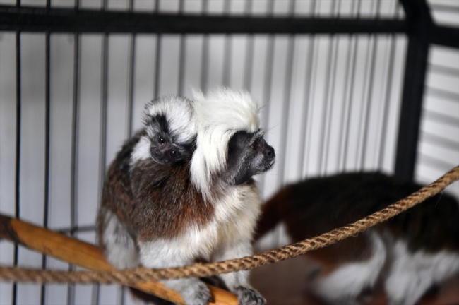 Sincan Hayvanat Bahçesi'nin yeni sakinleri dünyaya gözlerini açtı