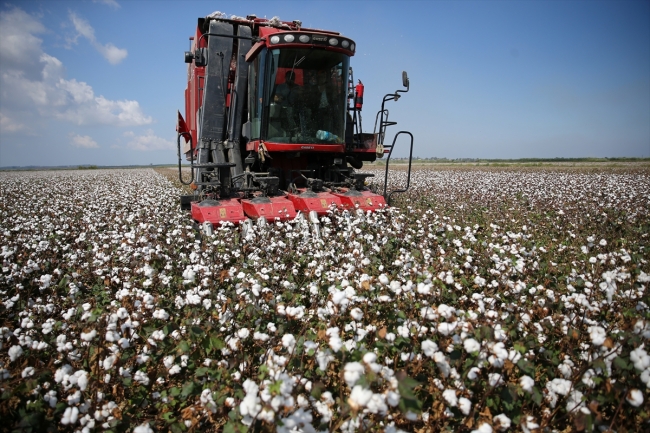 Çukurova'da pamuk hasadı başladı