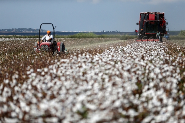 Çukurova'da pamuk hasadı başladı