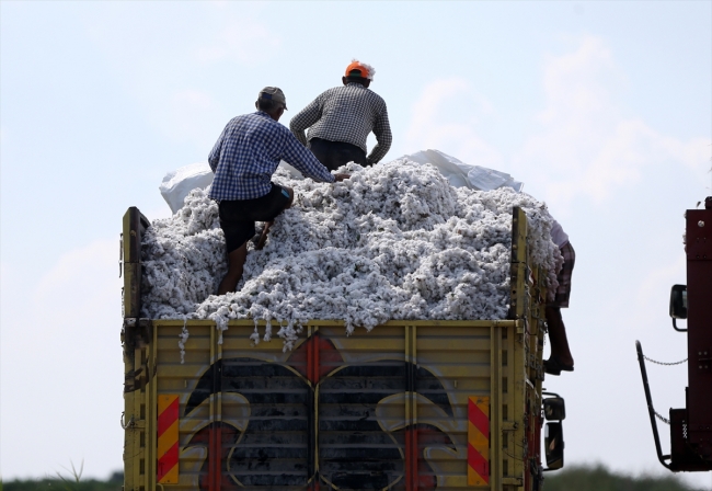Çukurova'da pamuk hasadı başladı