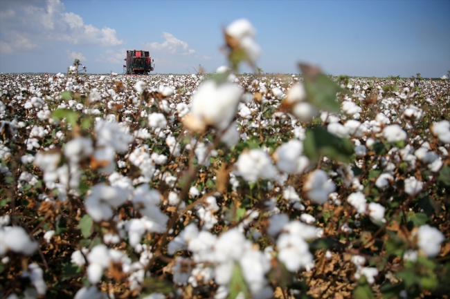 Çukurova'da pamuk hasadı başladı