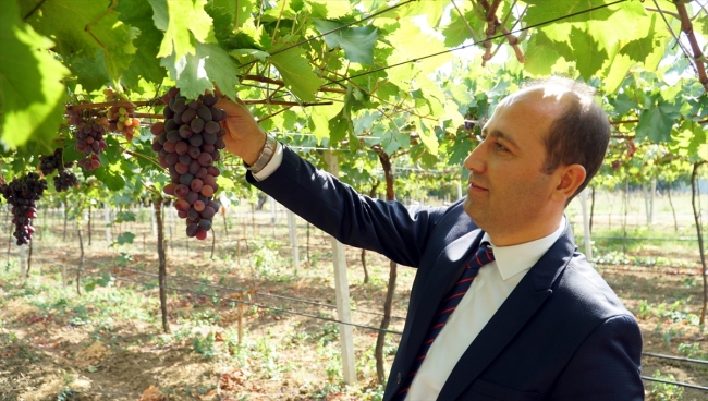 Tekirdağ'ın üzüm bağlarında hasat zamanı