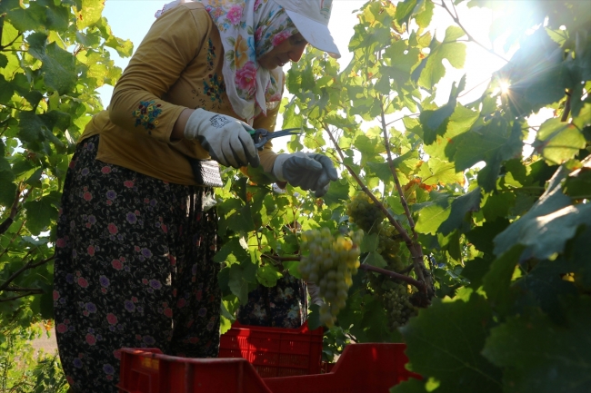 Tekirdağ'ın üzüm bağlarında hasat zamanı