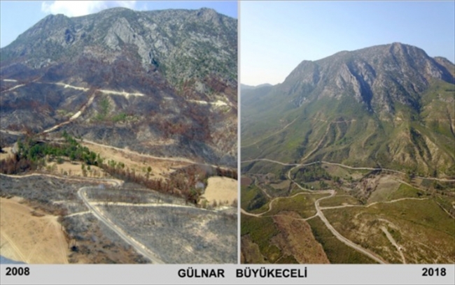 Kül olan ormanlar yeniden yeşile büründü