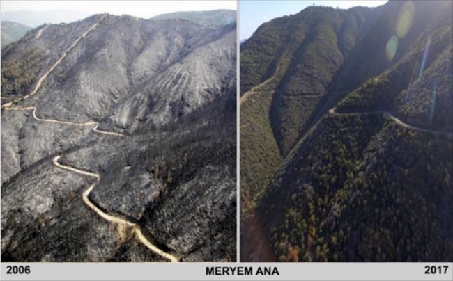 Kül olan ormanlar yeniden yeşile büründü
