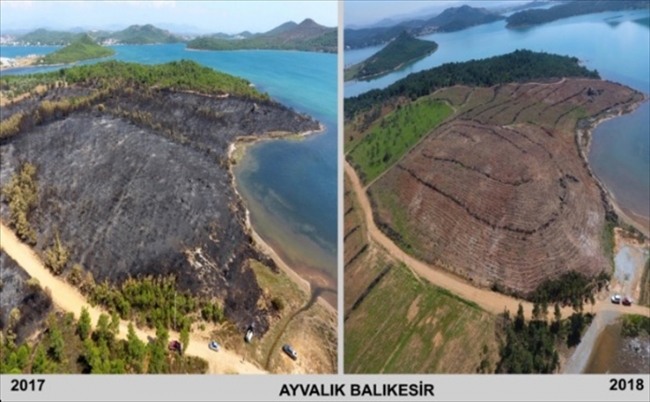 Kül olan ormanlar yeniden yeşile büründü