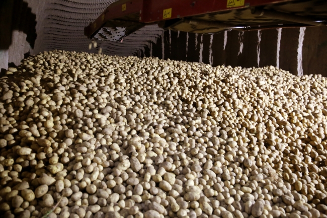 Üretimdeki artış patates fiyatını düşürdü