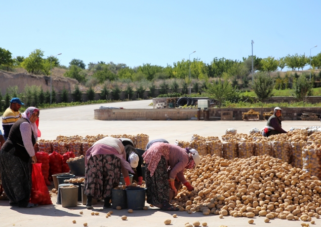 Üretimdeki artış patates fiyatını düşürdü