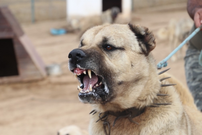 Türk sınırlarını kangallar koruyacak