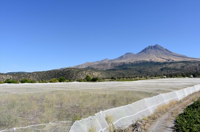Arkadaş tavsiyesiyle ektiği "goji berry"yi Avrupa'ya ihraç ediyor
