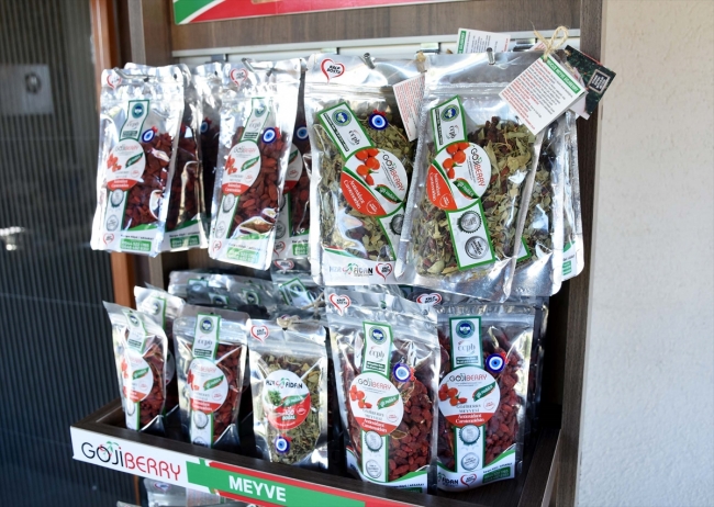 Arkadaş tavsiyesiyle ektiği "goji berry"yi Avrupa'ya ihraç ediyor