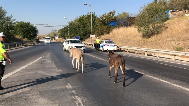 Edirne'de çevre yoluna giren eşekler trafiği karıştırdı