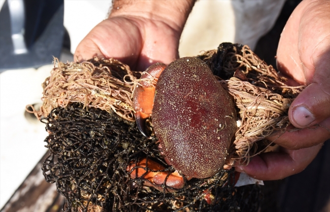 Hayalet ağ avcısı deniz canlılarının hayatını kurtarıyor