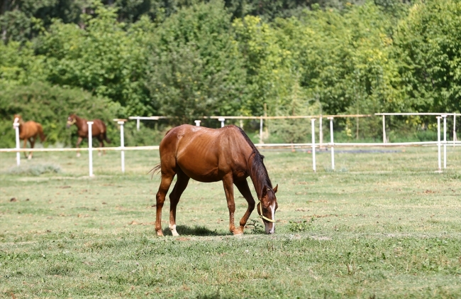 Şampiyon yarış atlarının yaylası: Ereğli