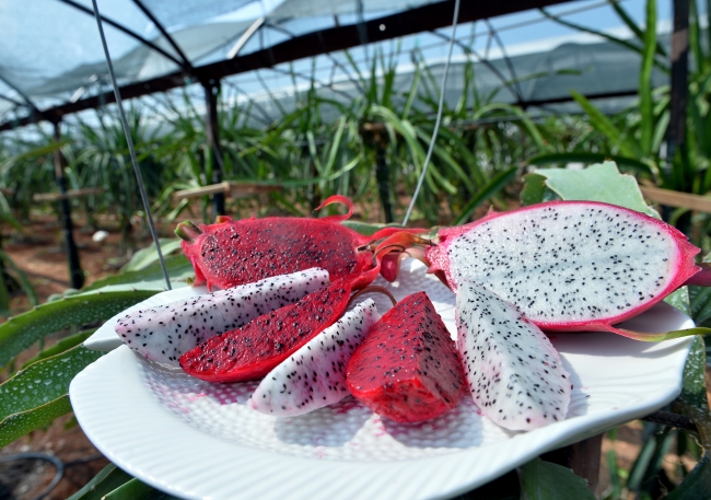 Ejder meyvesi yok satıyor