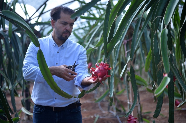 Ejder meyvesi yok satıyor