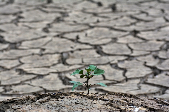 Sular çekilince tarihi Torul Köprüsü ortaya çıktı