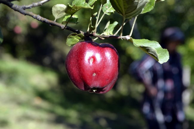 Ardahan'ın Posof ilçesinde yetiştirilen ve içi de dışı gibi kırmızı olan elma tescillendi. Fotoğraf: AA