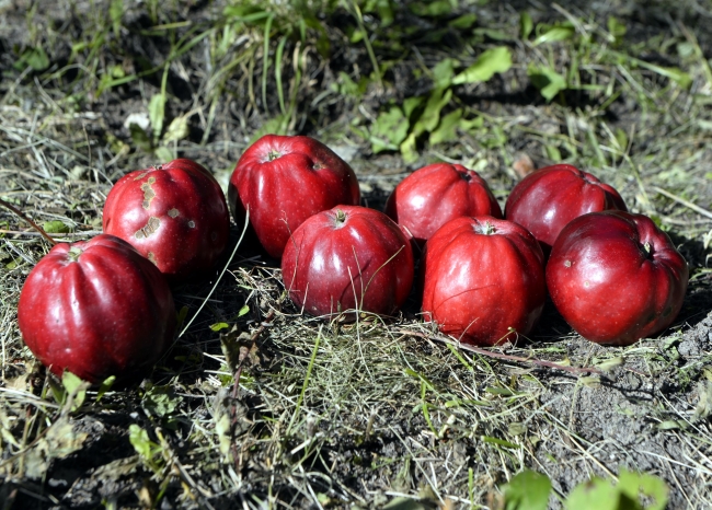 İçi dışı kırmızı olan Posof elması tescillendi